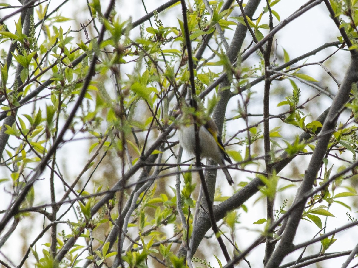 European Goldfinch (European) - ML618066299