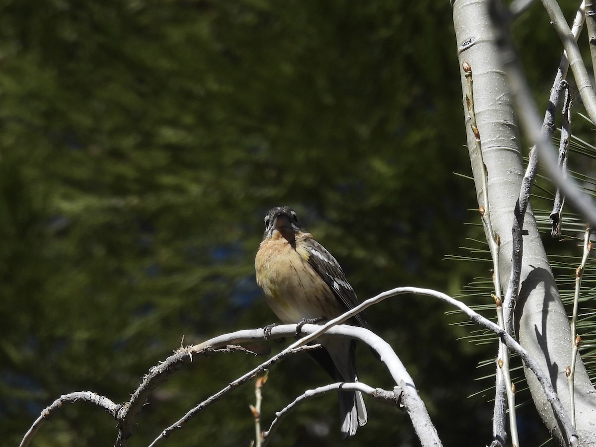 Black-headed Grosbeak - Carolyn Willcox