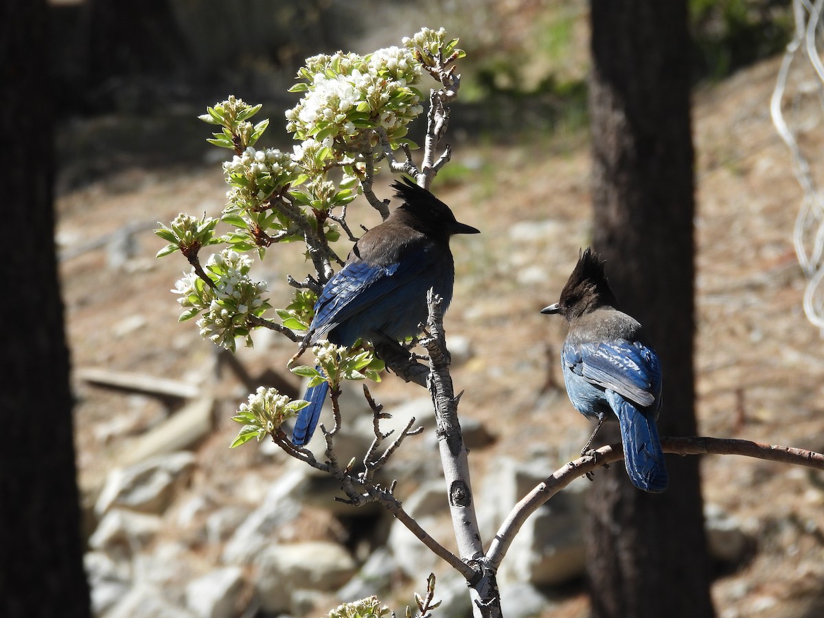 Steller's Jay - ML618066326