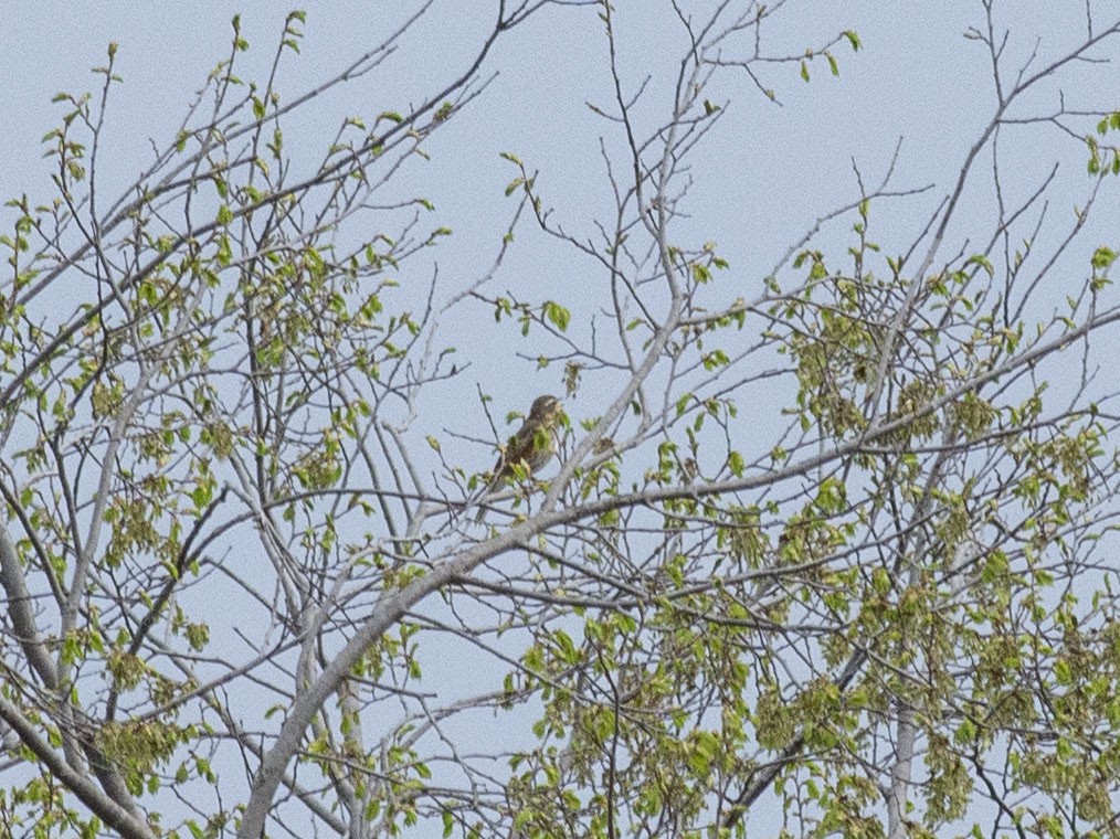 Redwing (Eurasian) - ML618066382