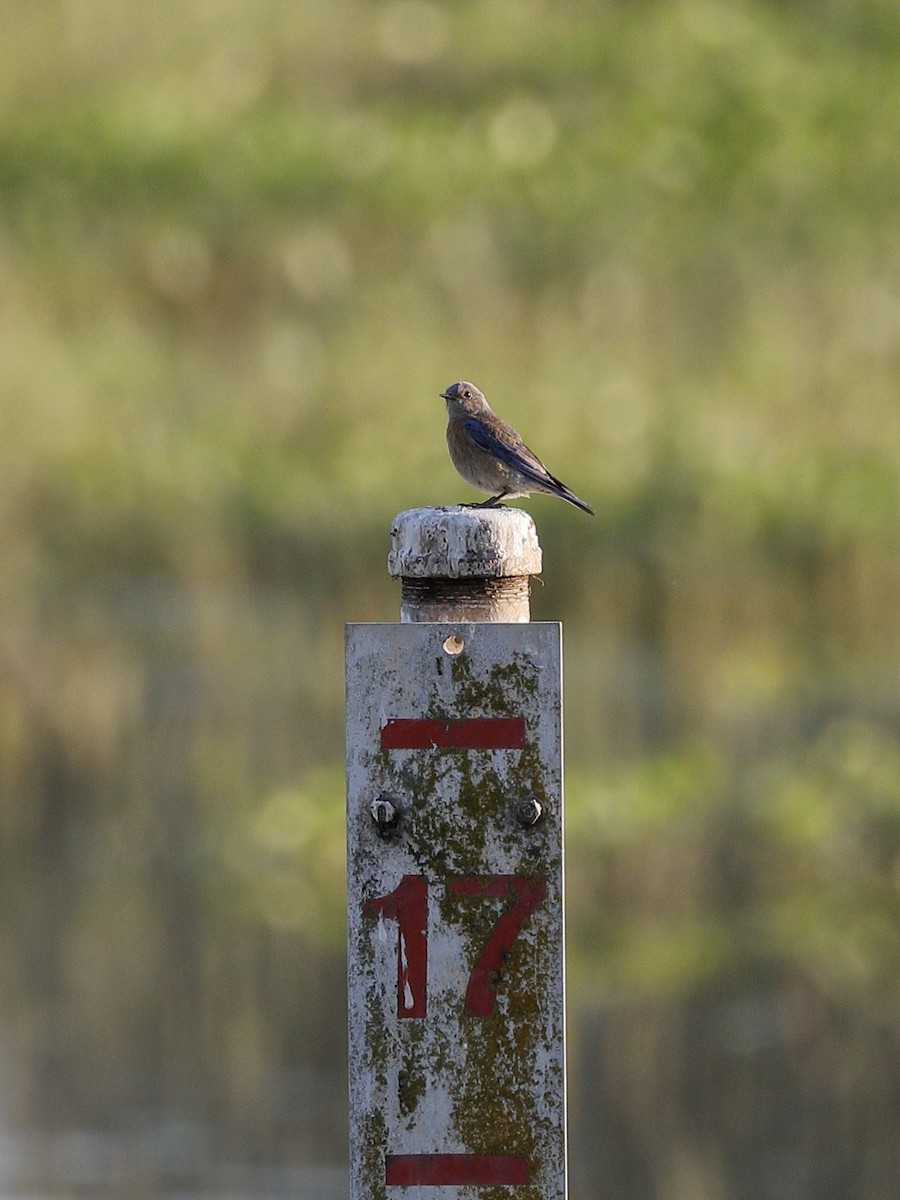 Western Bluebird - ML618066396