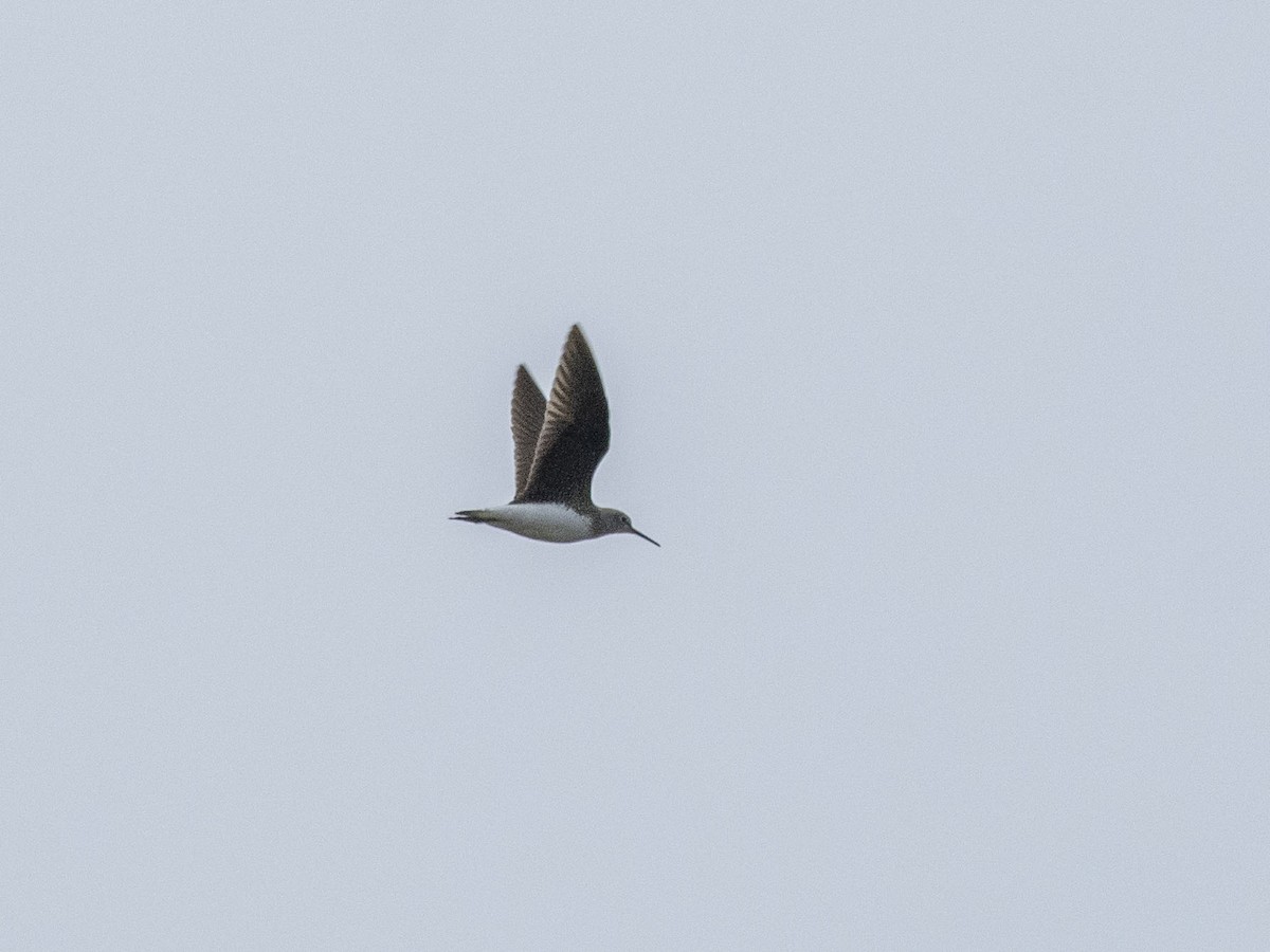 Green Sandpiper - ML618066405