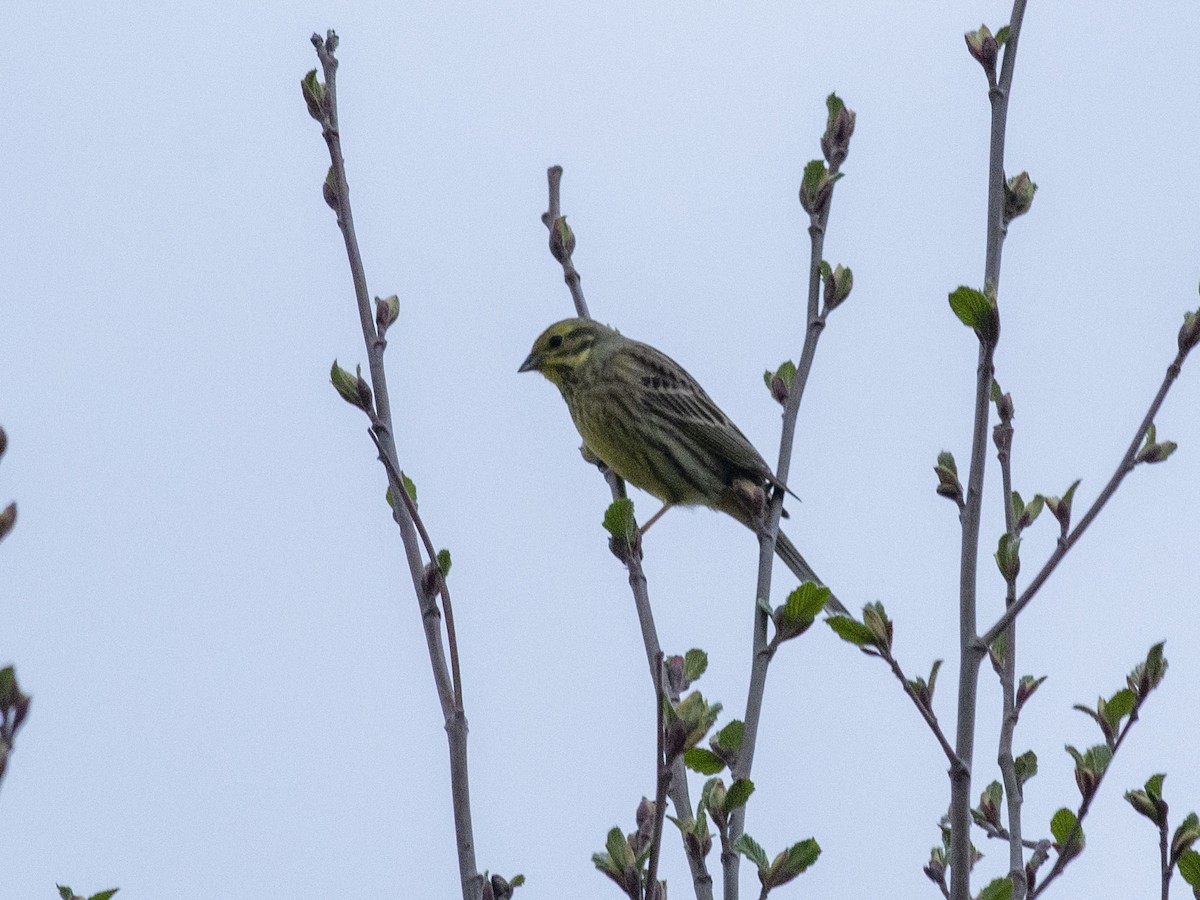 Yellowhammer - ML618066412