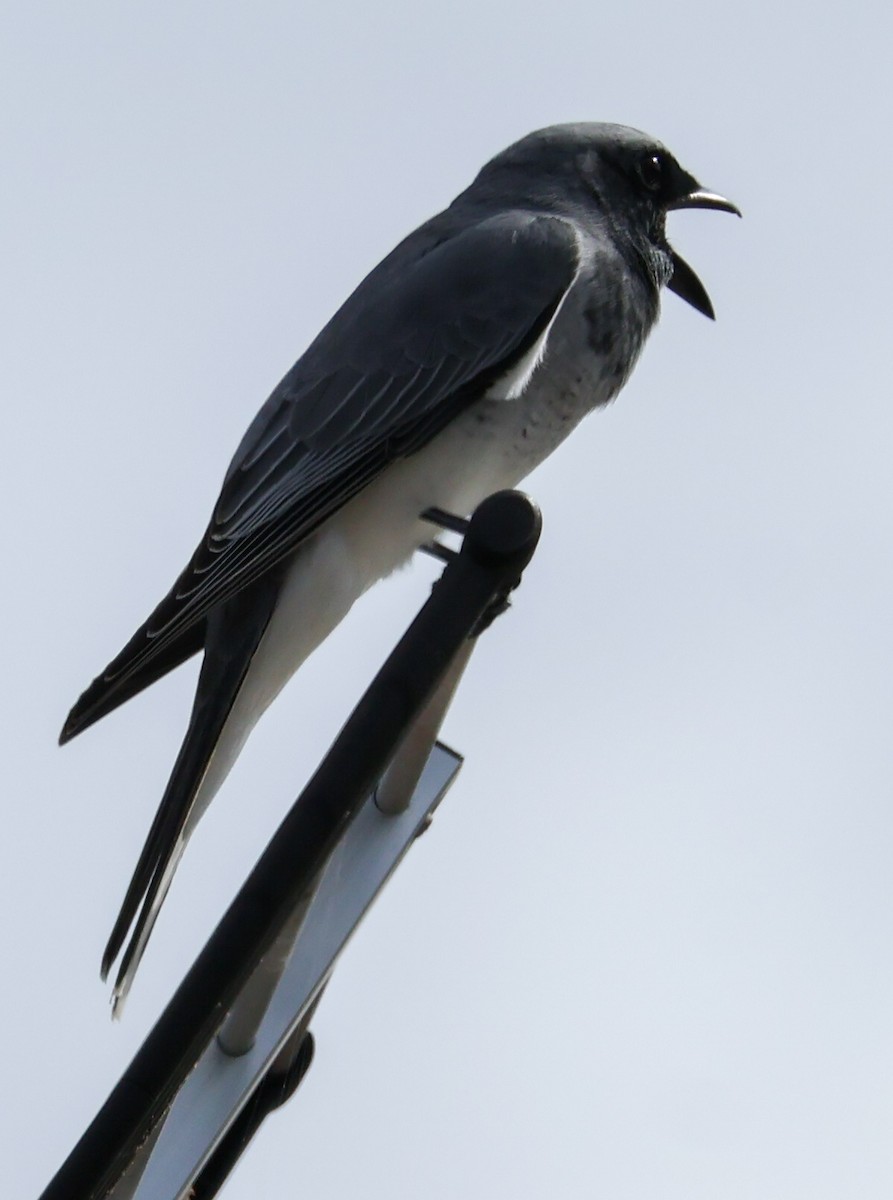 White-bellied Cuckooshrike - Sonia Boughton