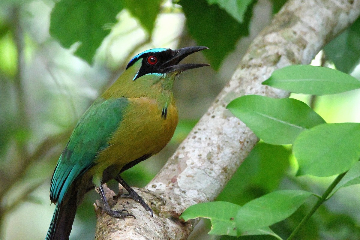 diademmotmot - ML618066443