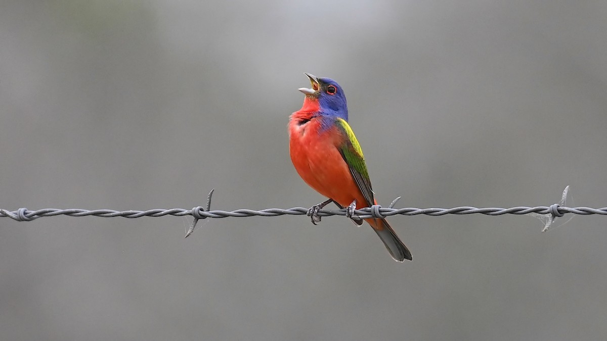 Painted Bunting - Michael Orgill