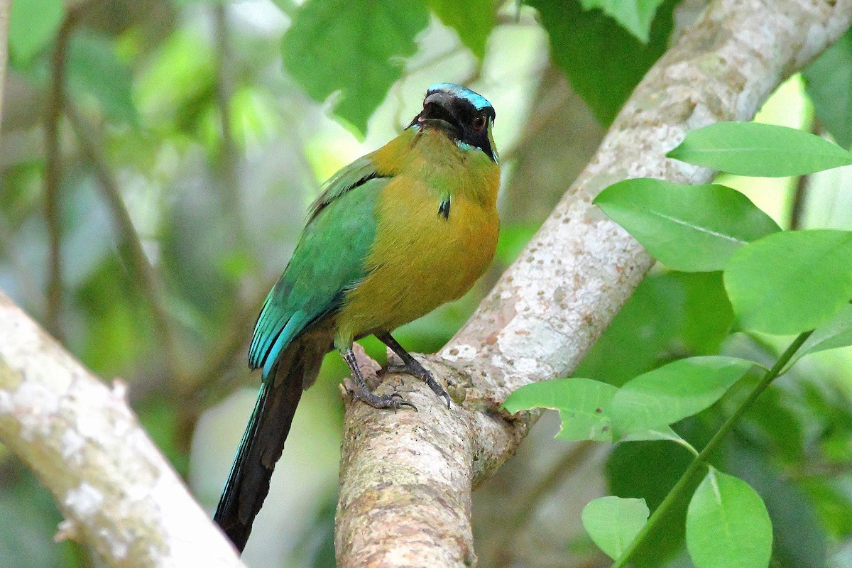 diademmotmot - ML618066451