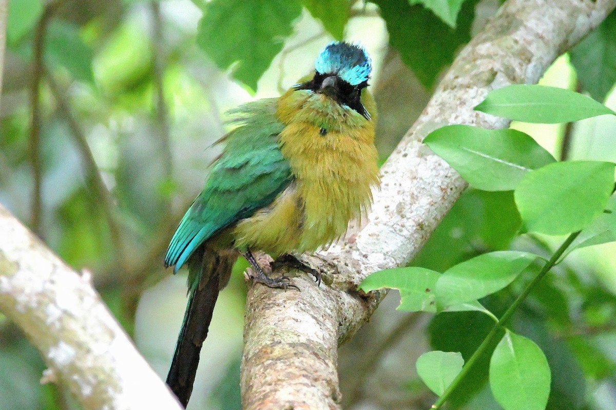 diademmotmot - ML618066460