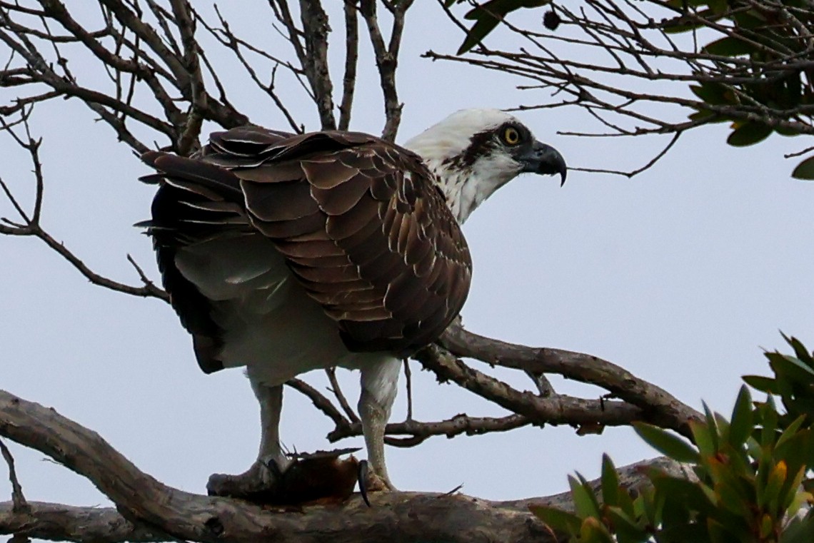 Osprey - Sonia Boughton