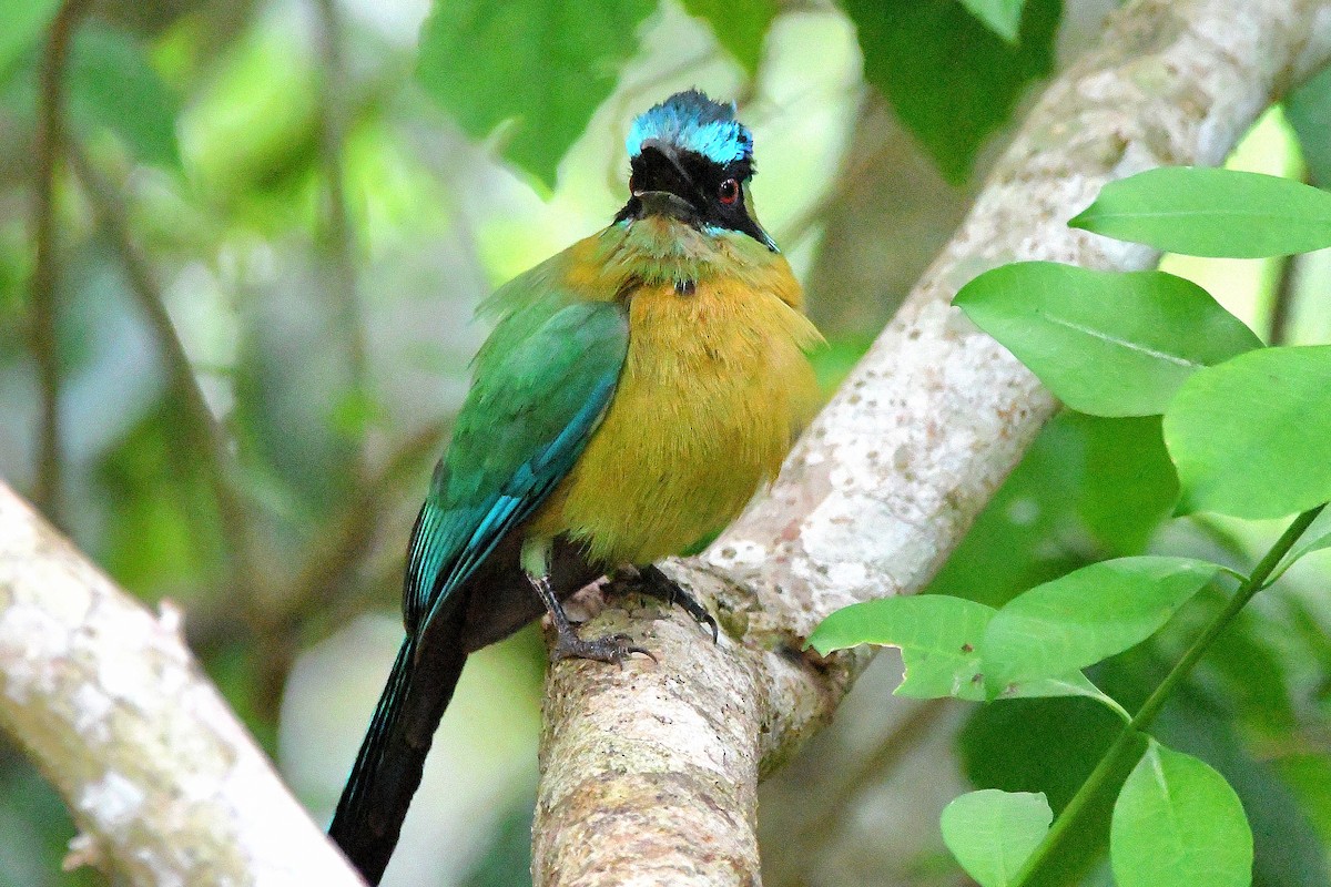 diademmotmot - ML618066474