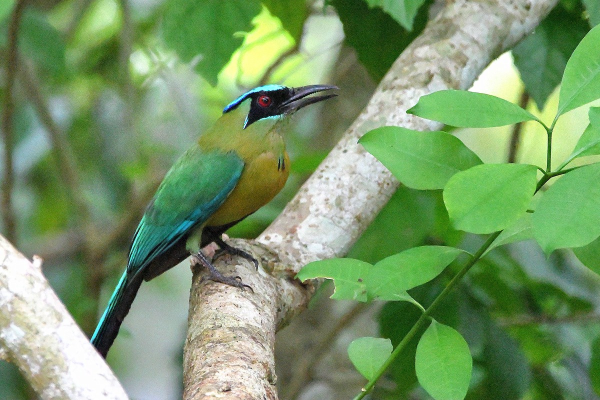 Lesson's Motmot - ML618066495