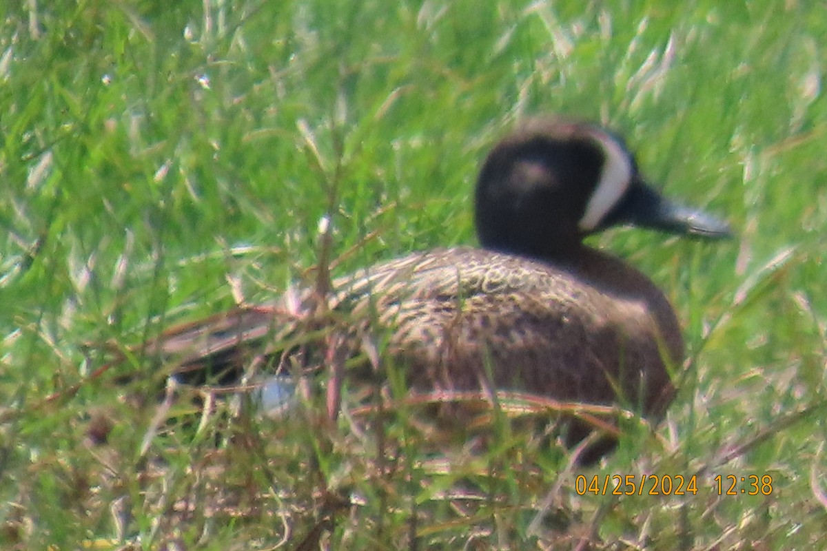 Blue-winged Teal - ML618066515