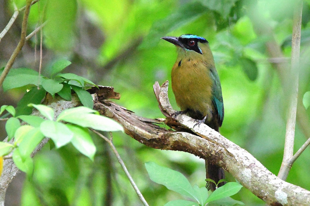 diademmotmot - ML618066524