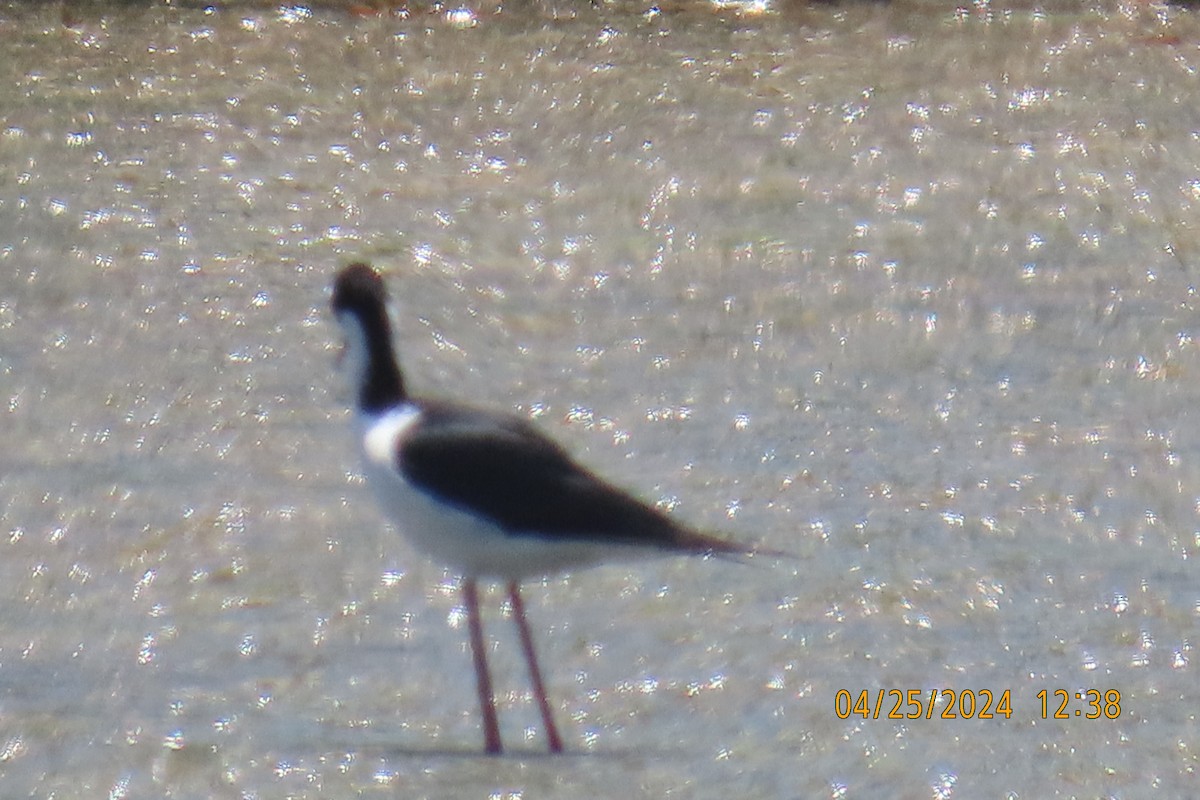 Black-necked Stilt - ML618066528