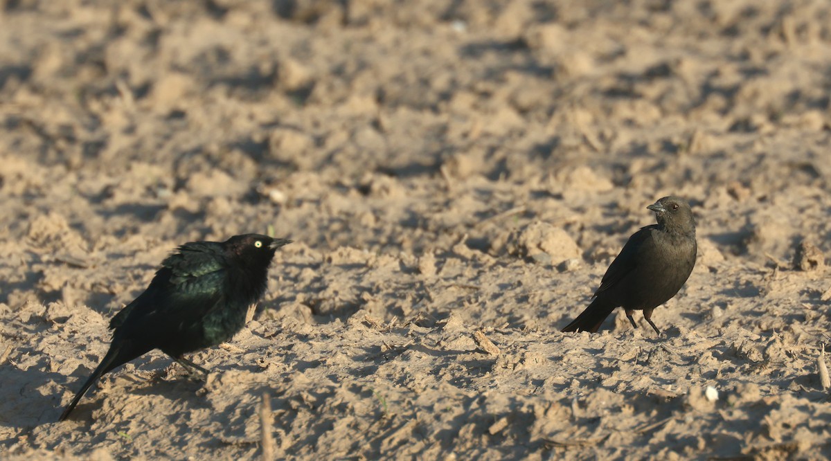 Brewer's Blackbird - Joshua Uffman