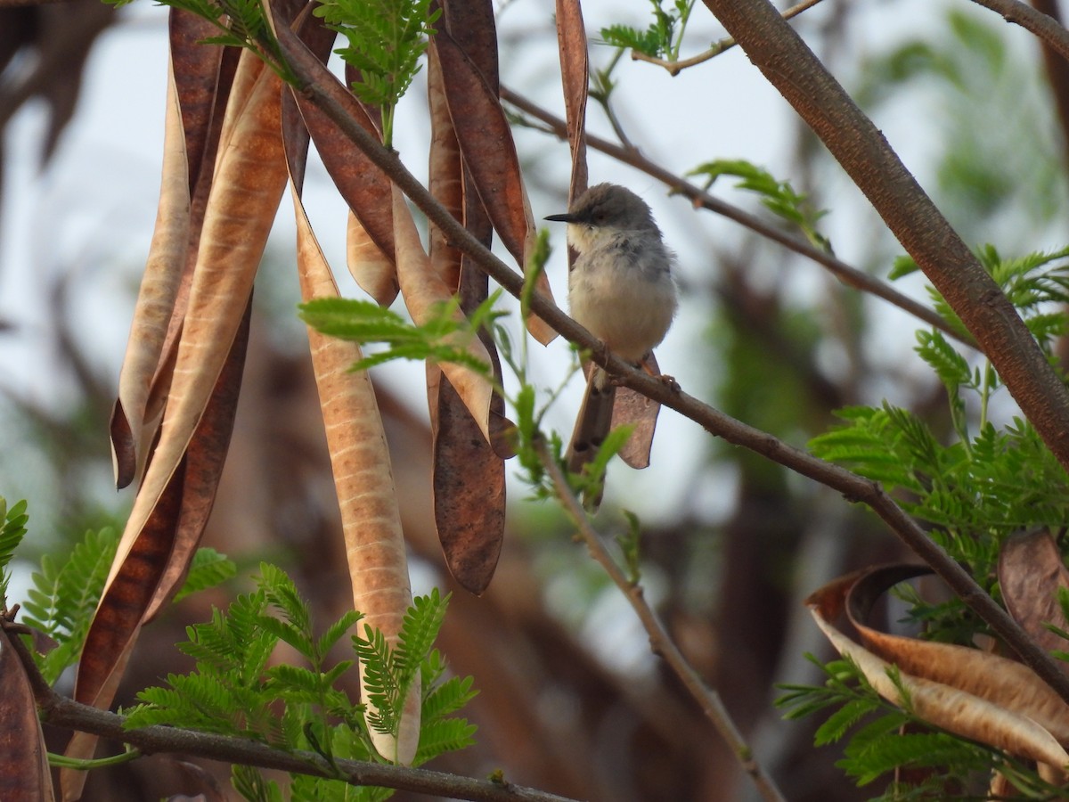 Gray-breasted Prinia - ML618066544