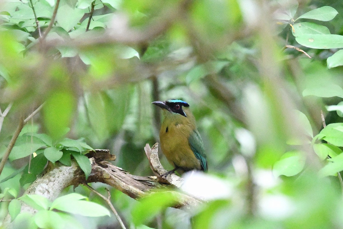 diademmotmot - ML618066547