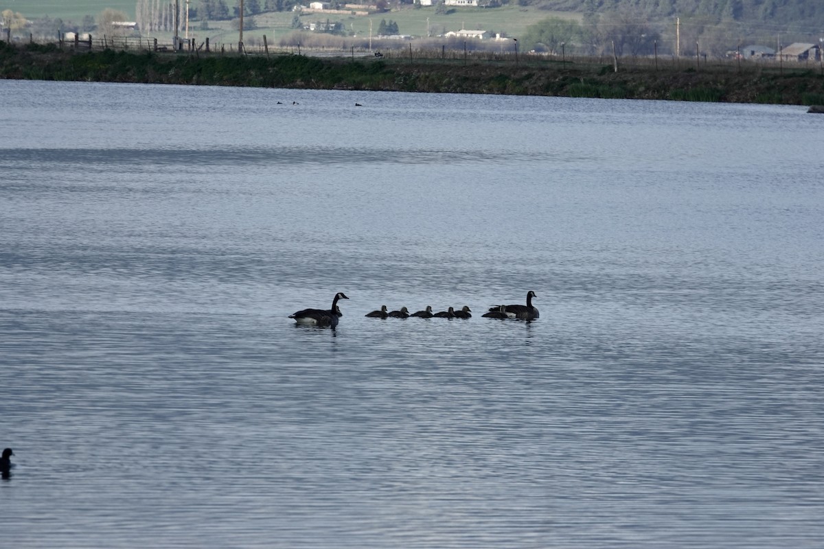 Canada Goose - ML618066548