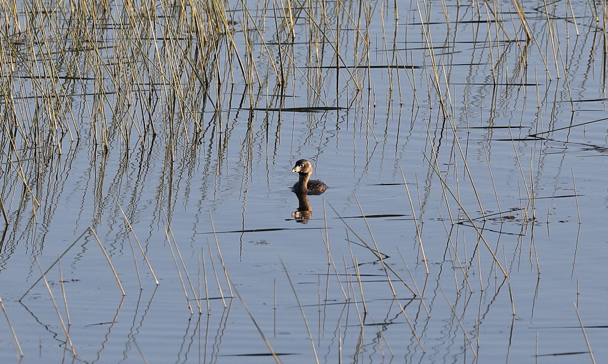 Pied-billed Grebe - ML618066577