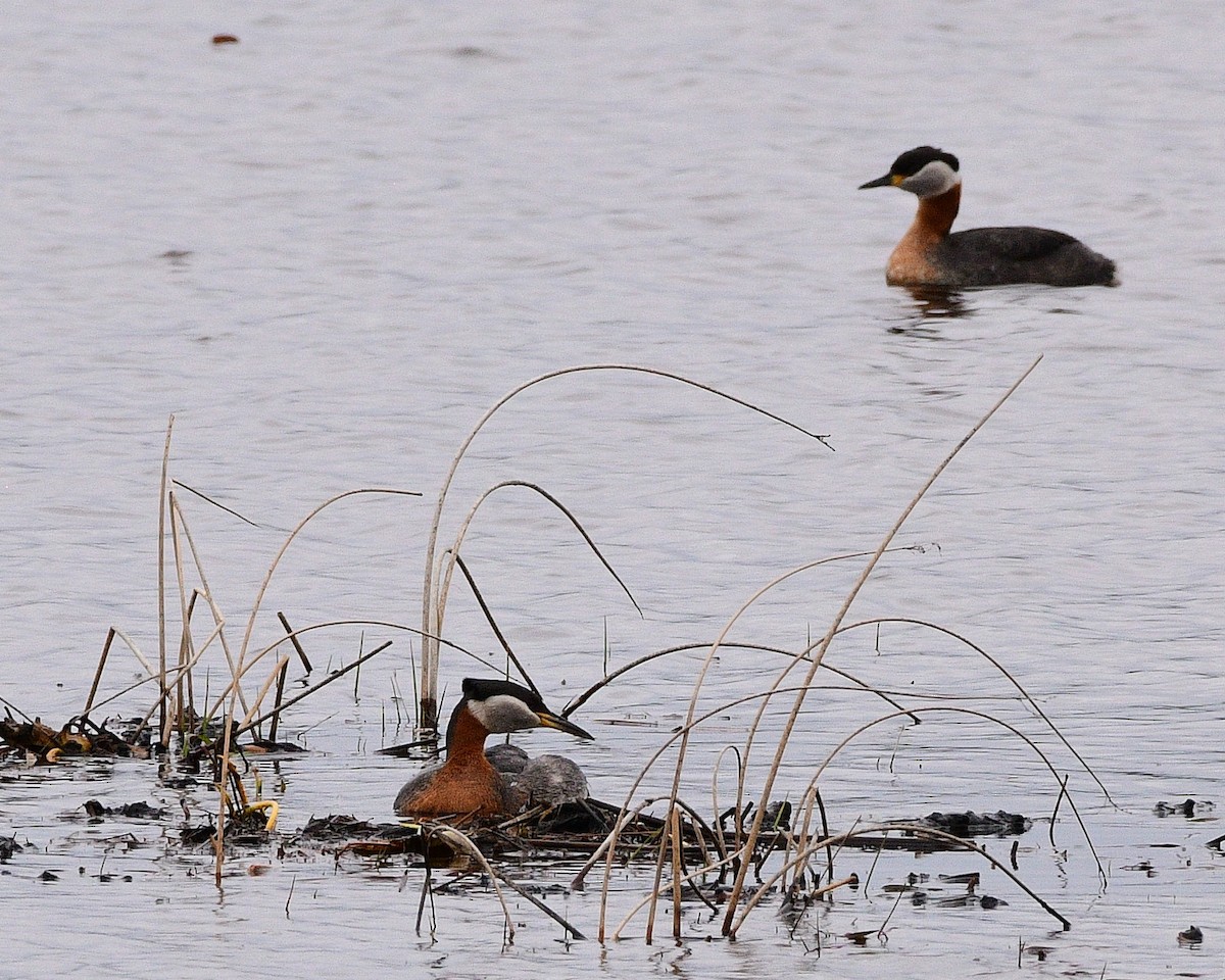 Red-necked Grebe - D SIEFKEN