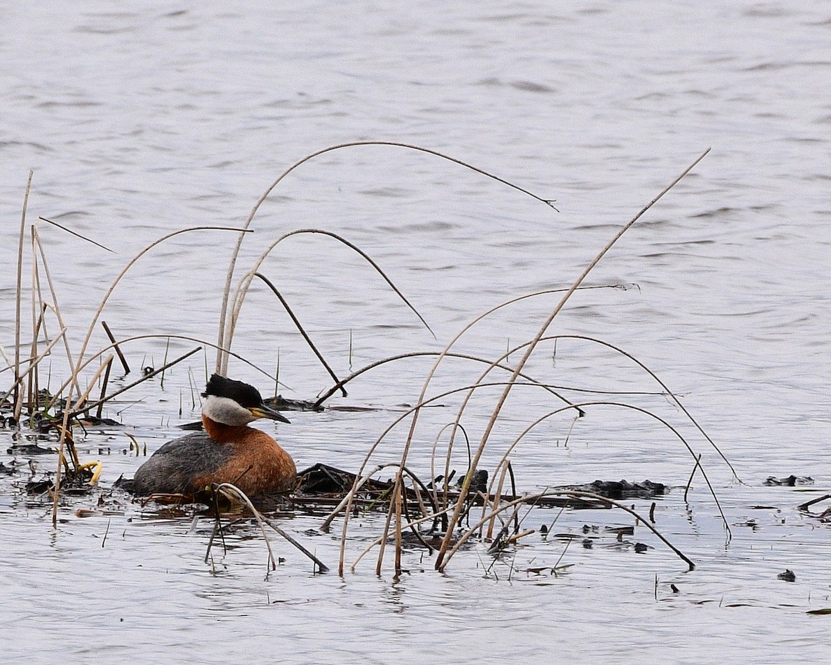 Red-necked Grebe - D SIEFKEN