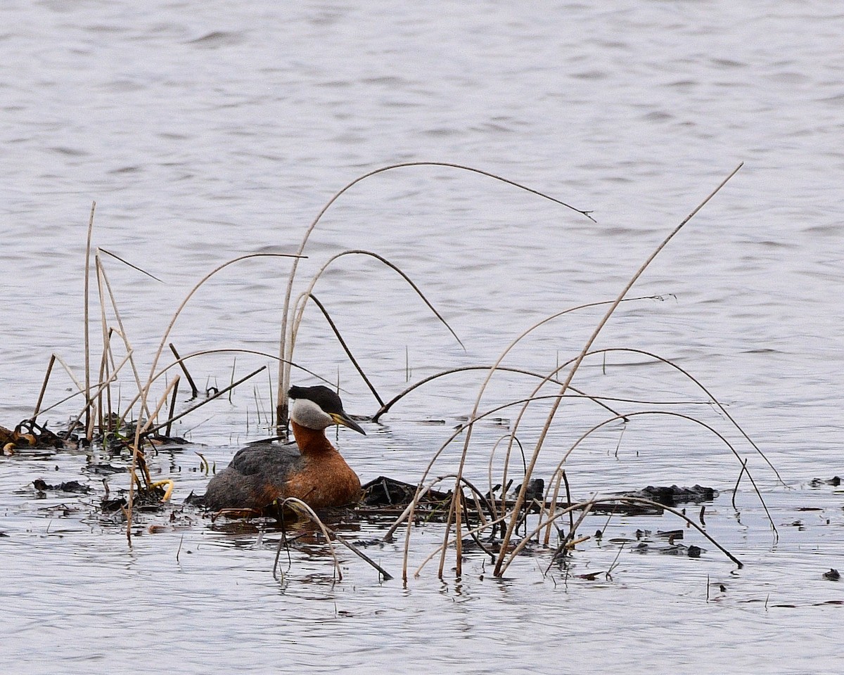 Red-necked Grebe - D SIEFKEN