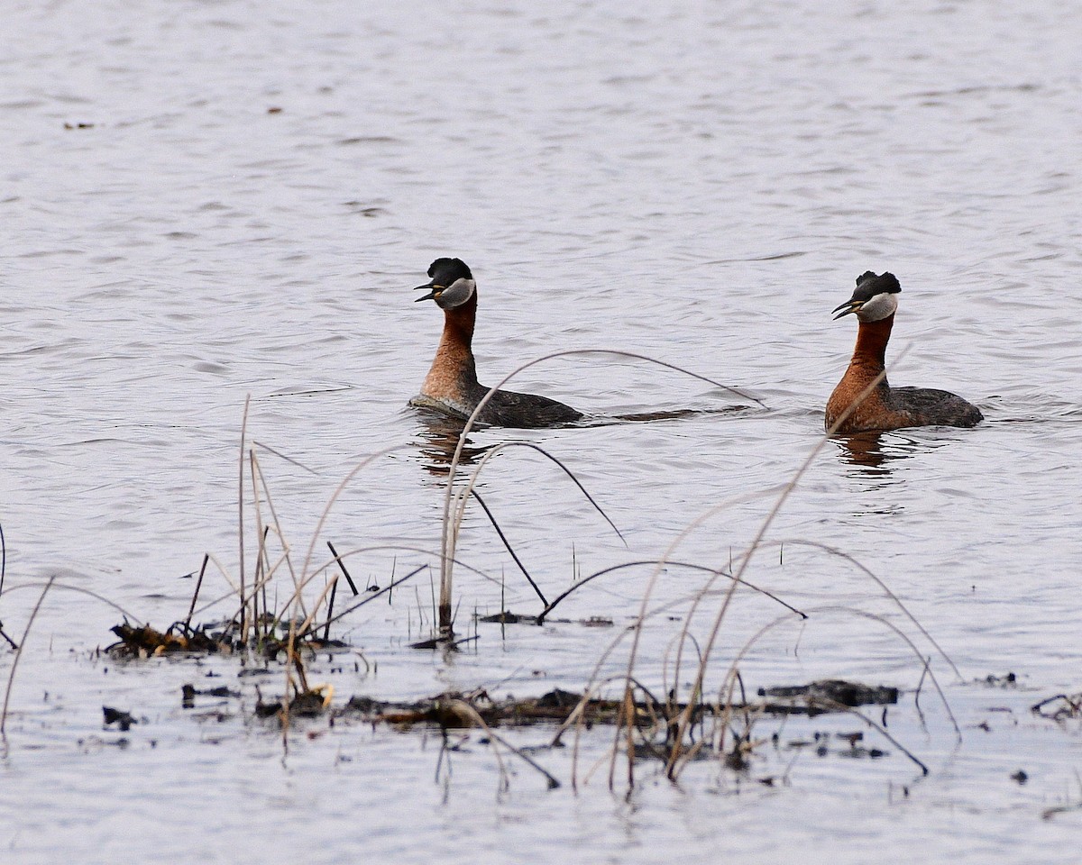 Red-necked Grebe - ML618066586