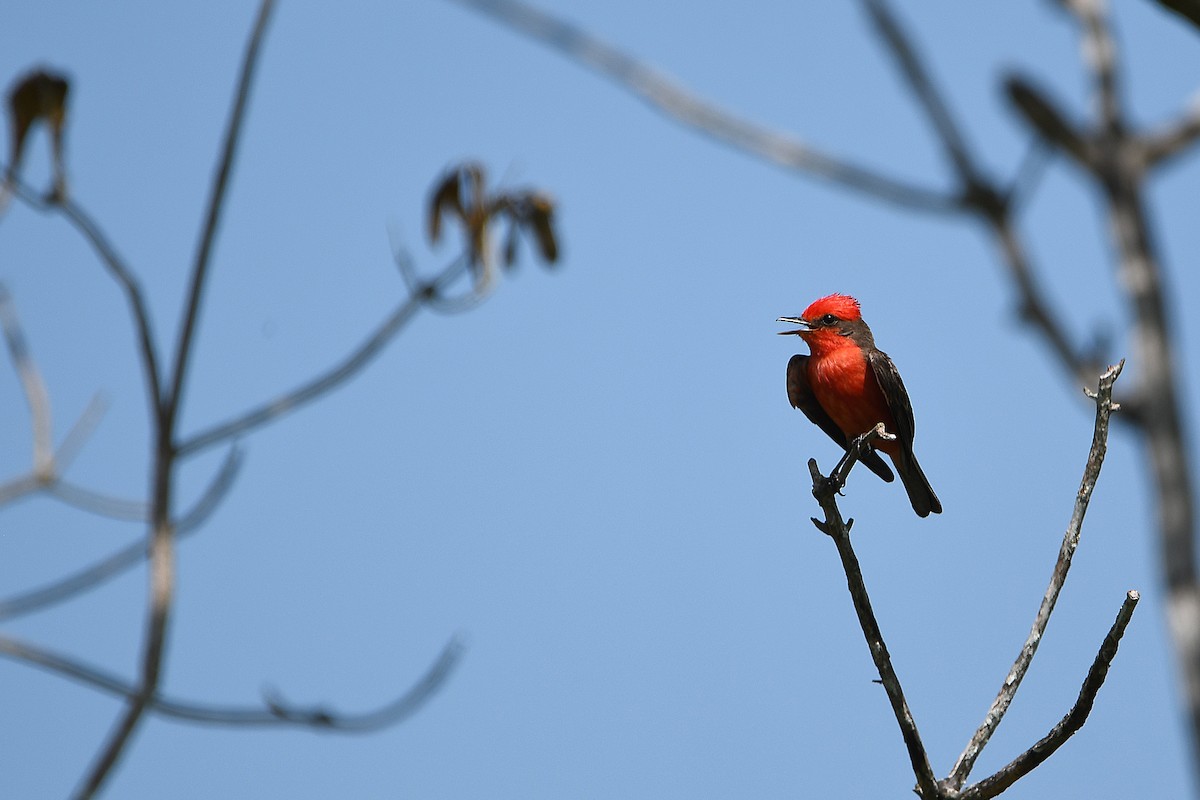 Vermilion Flycatcher - ML618066619