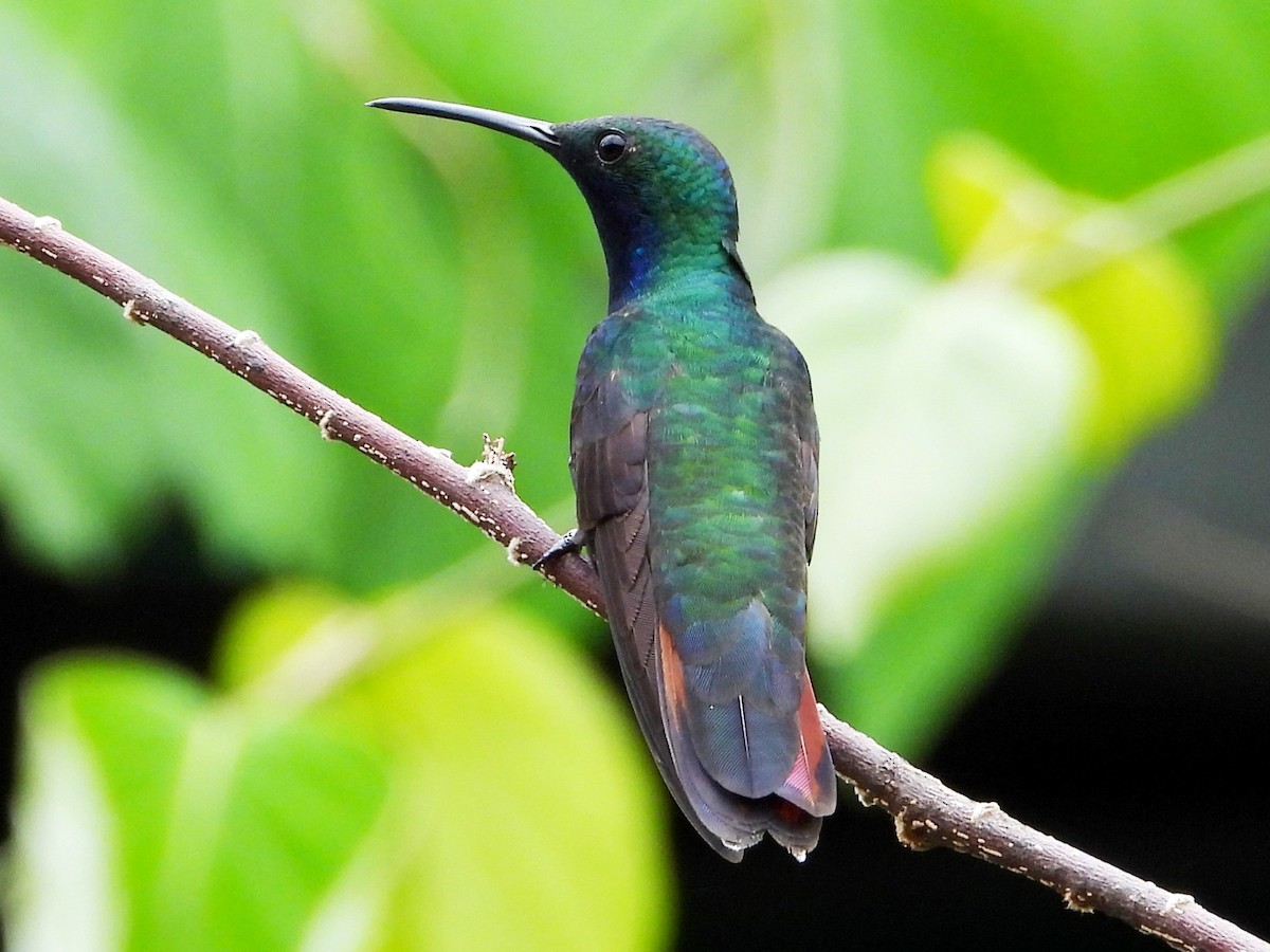 Black-throated Mango - Mary Leigh