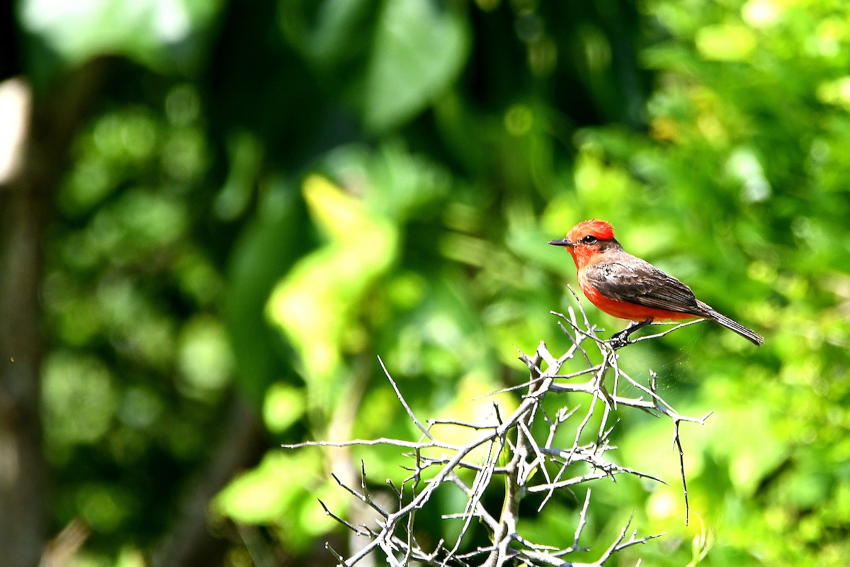 Vermilion Flycatcher - ML618066662