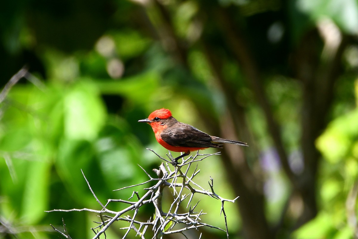 Vermilion Flycatcher - ML618066668