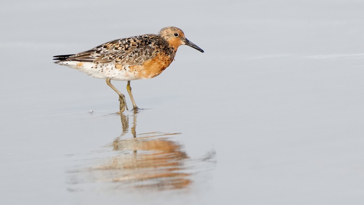 Red Knot - ML618066671