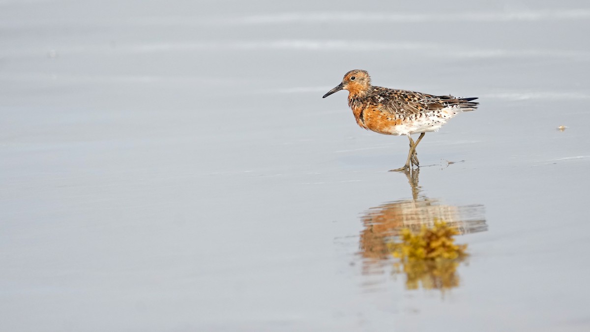 Red Knot - ML618066672