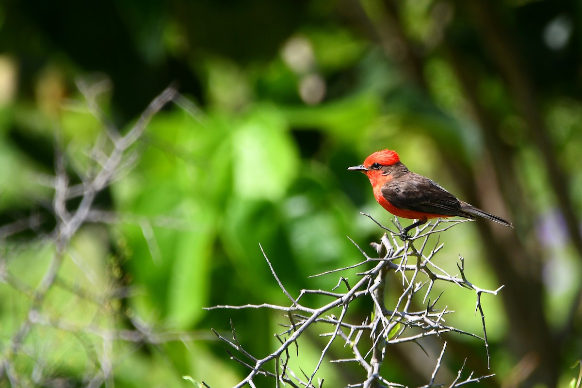 Vermilion Flycatcher - ML618066674