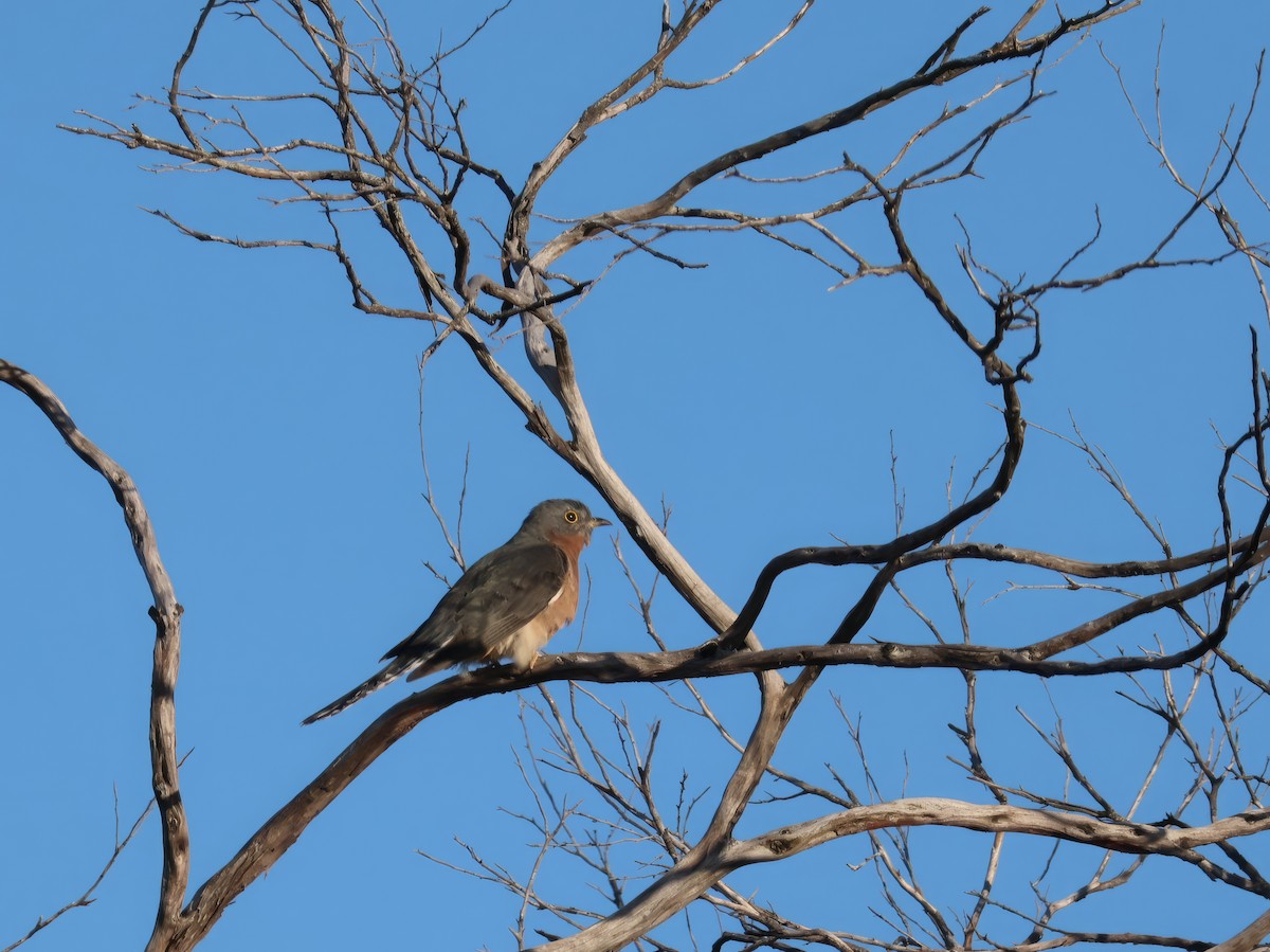 Fan-tailed Cuckoo - ML618066676