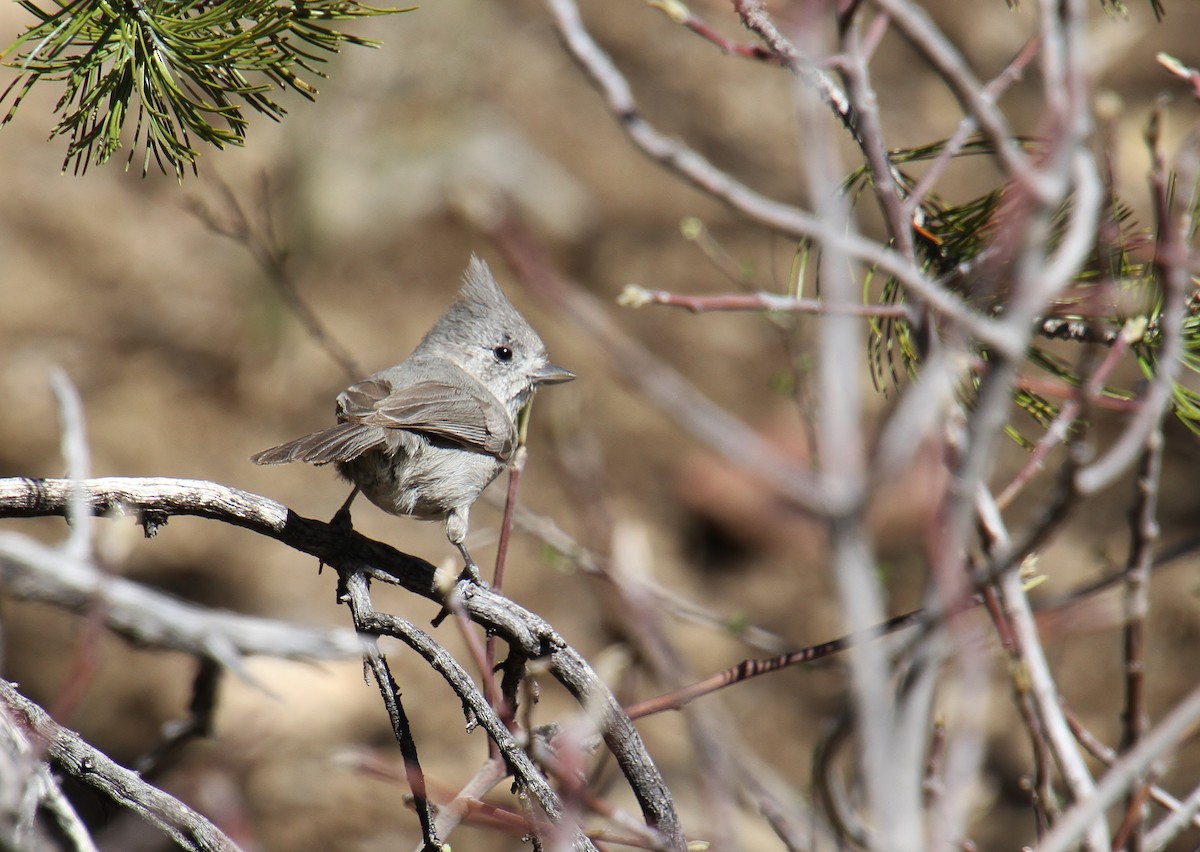 Juniper Titmouse - Jared Peck