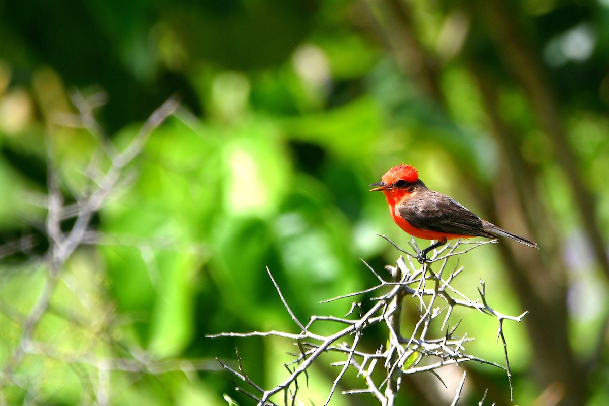 Vermilion Flycatcher - Ari Weiss