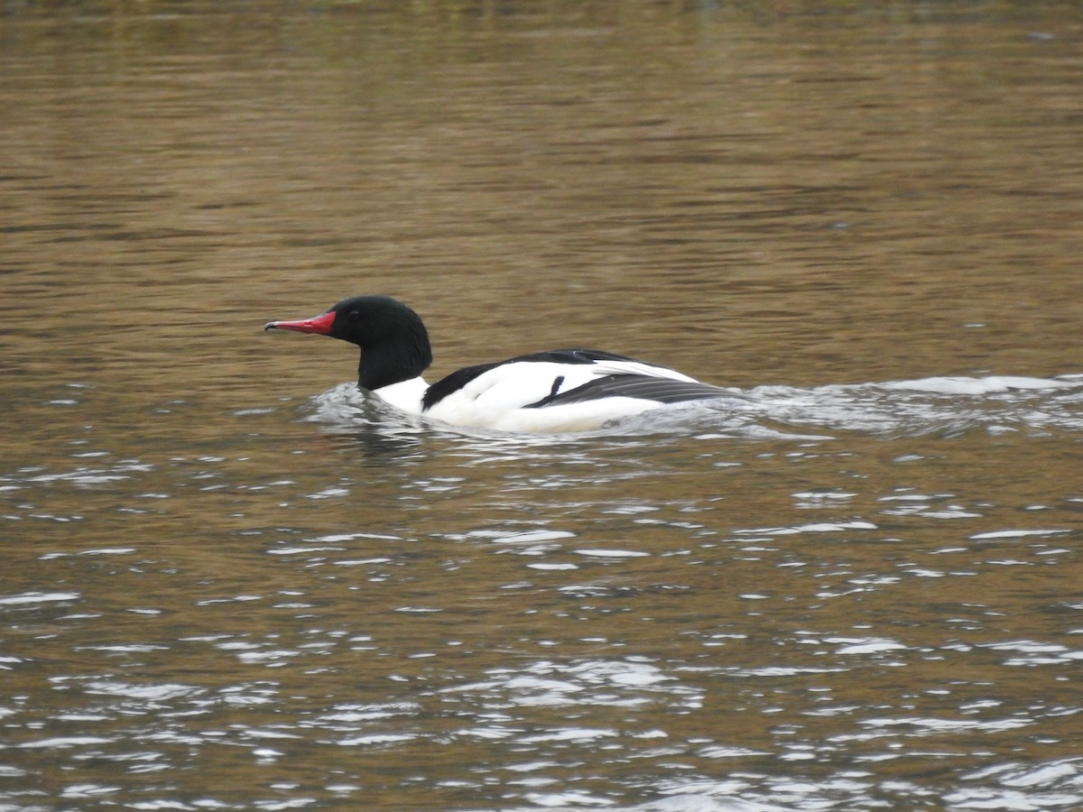 Common Merganser - ML618066687