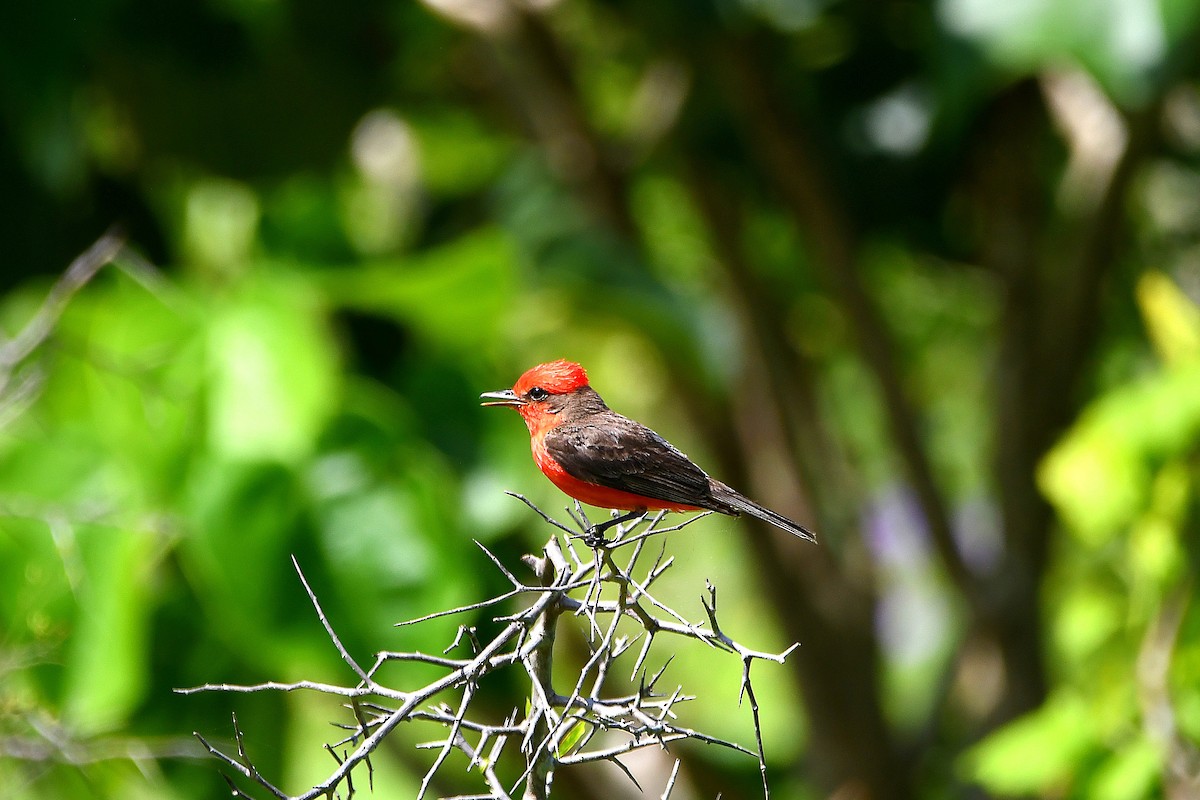 Vermilion Flycatcher - ML618066704