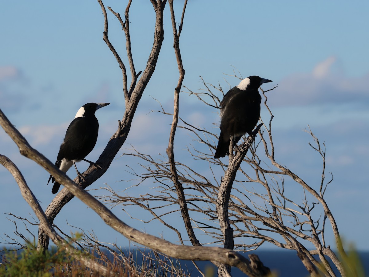 Australian Magpie - ML618066706