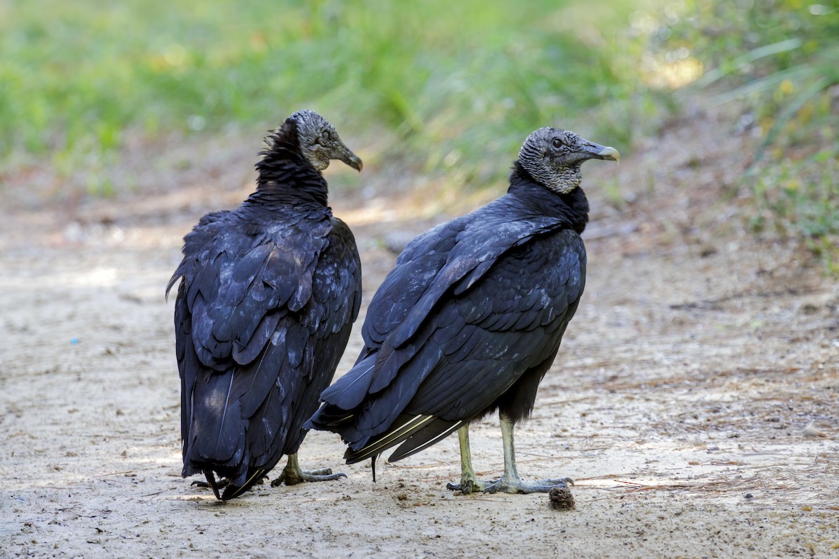 Black Vulture - Dennis Miller