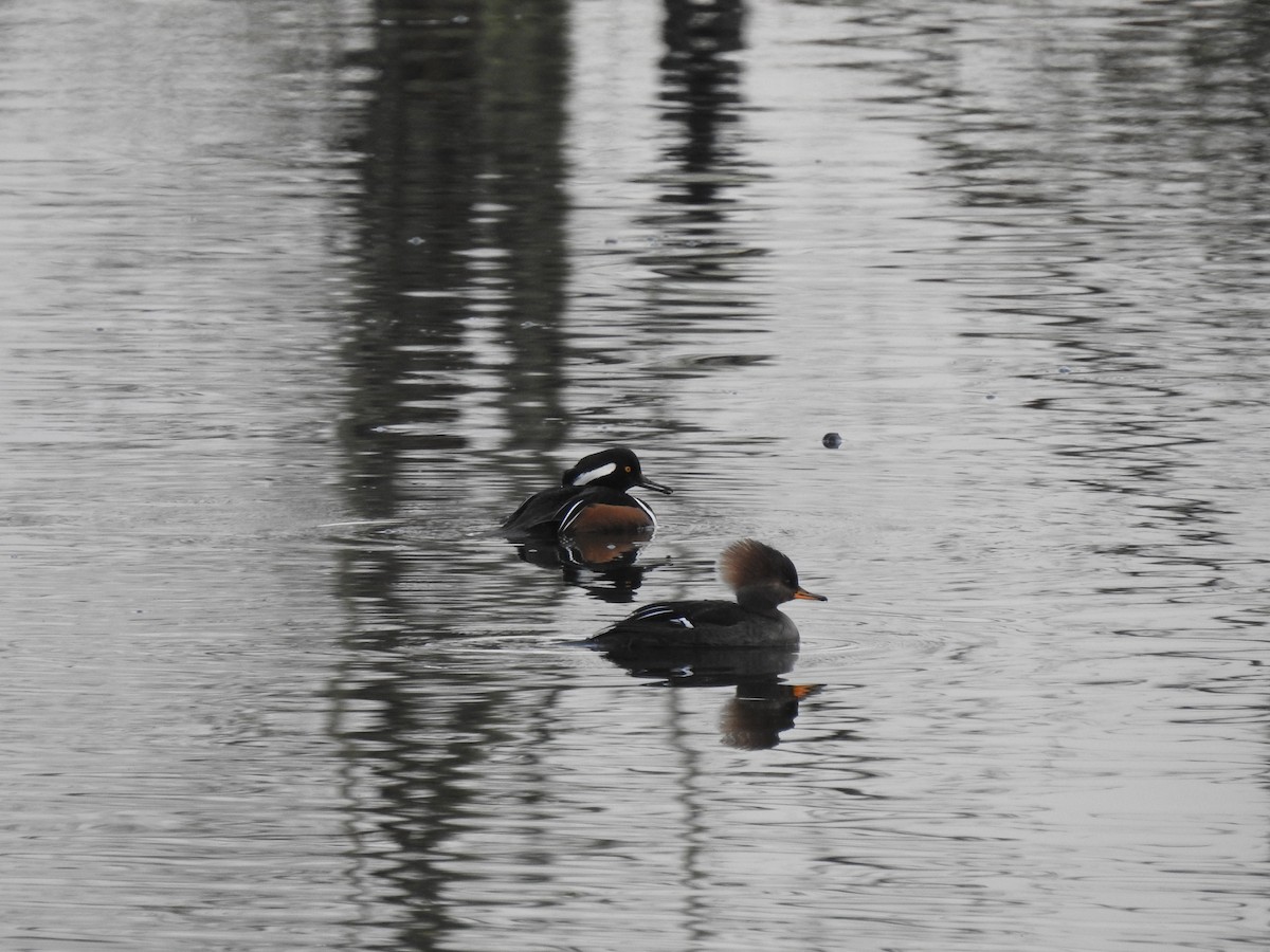 Hooded Merganser - ML618066728