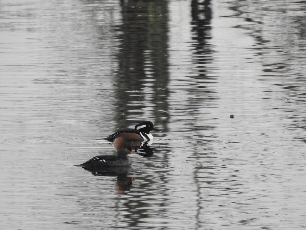 Hooded Merganser - ML618066729