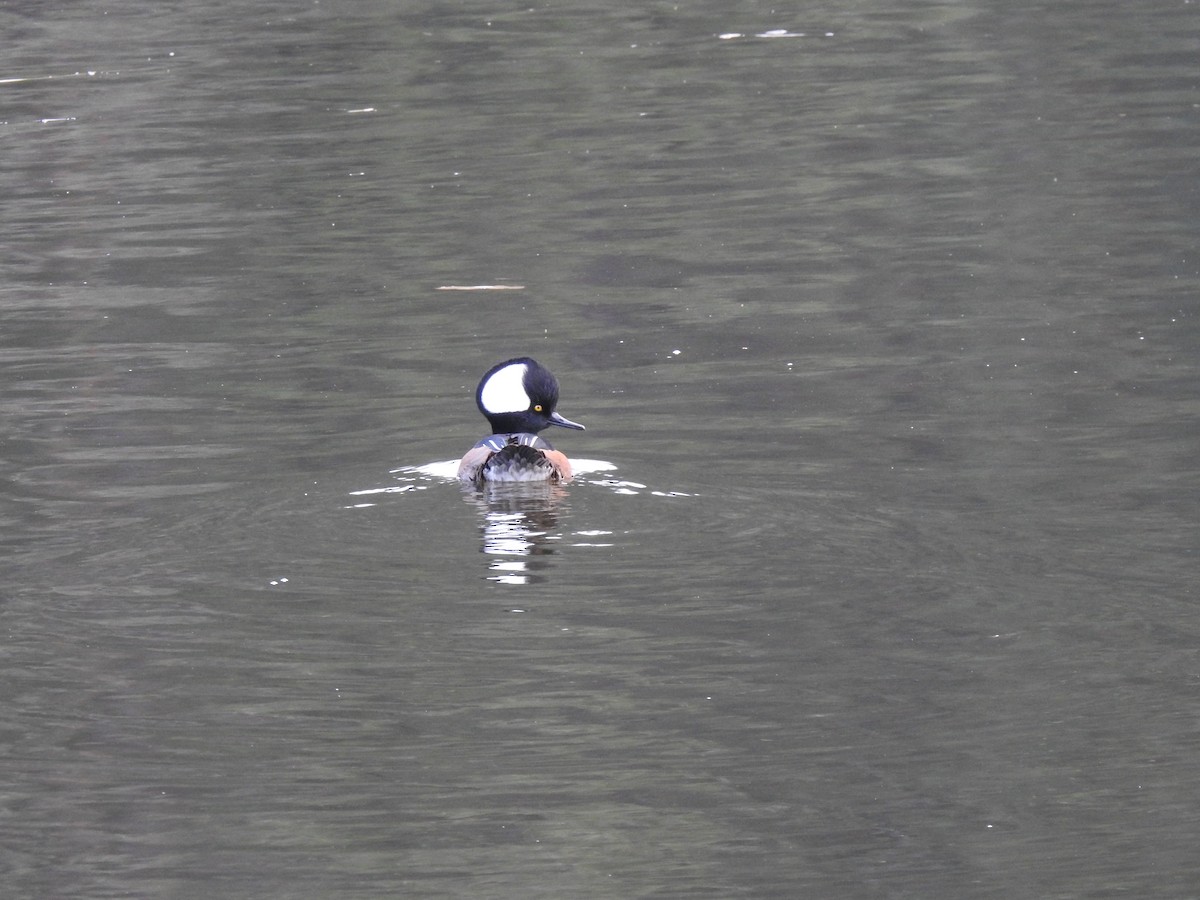 Hooded Merganser - Rebecca Carroll