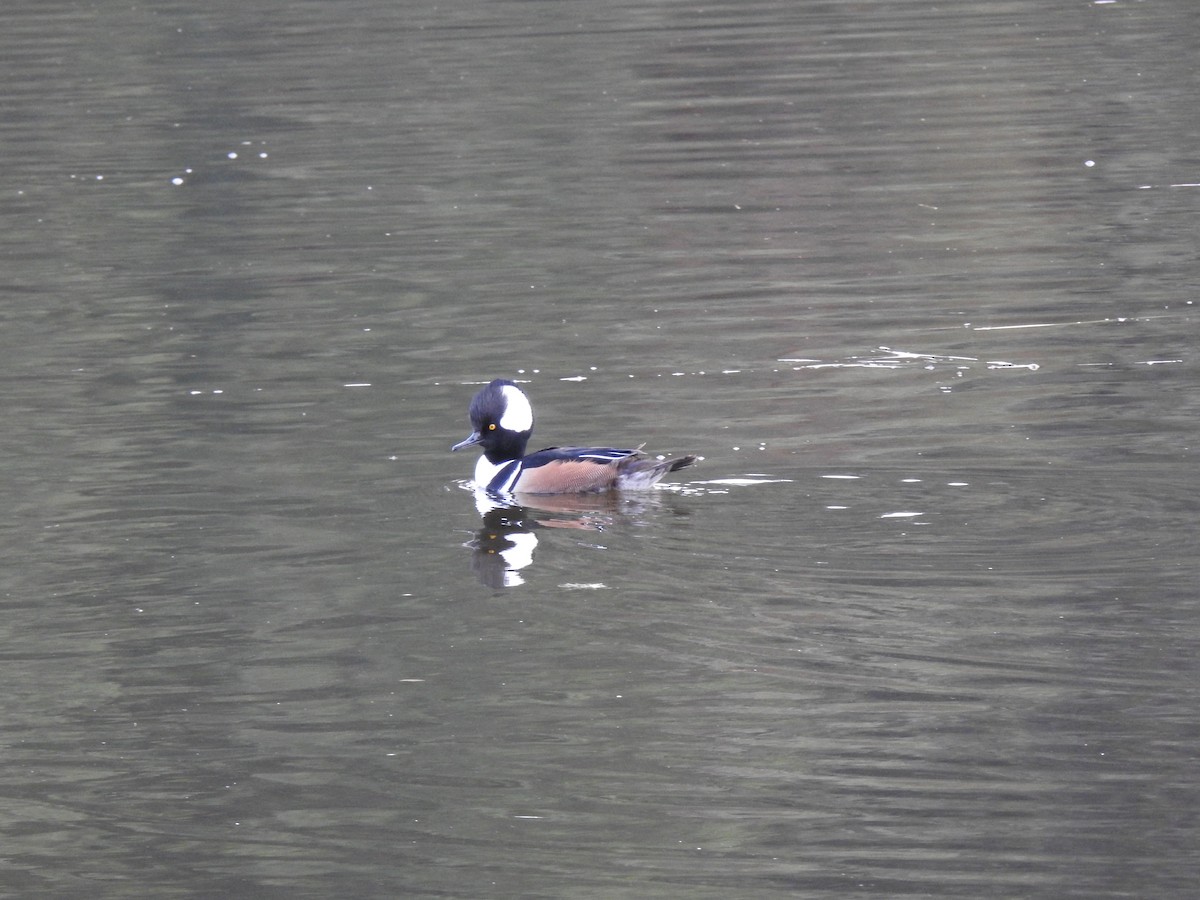 Hooded Merganser - ML618066731