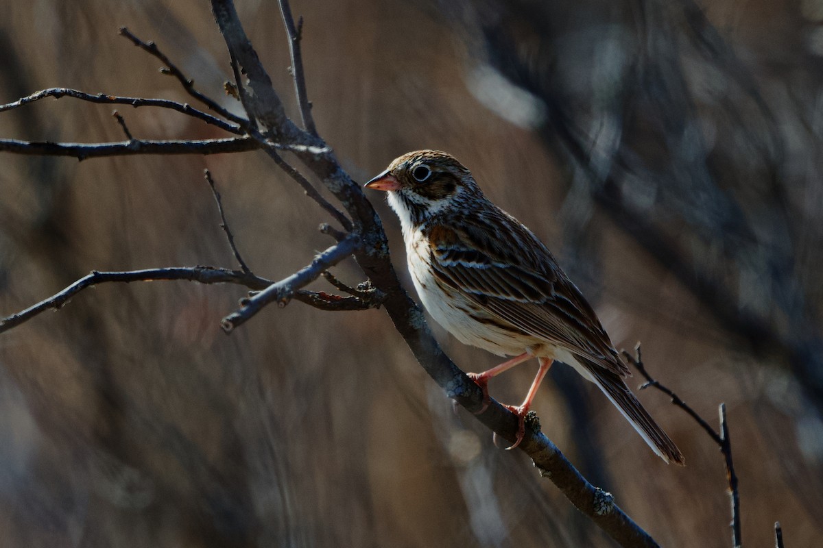 Vesper Sparrow - ML618066737