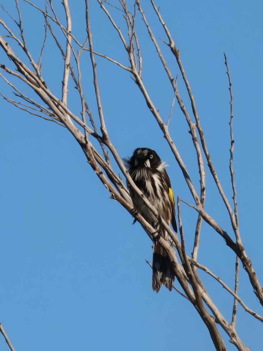 New Holland Honeyeater - ML618066743