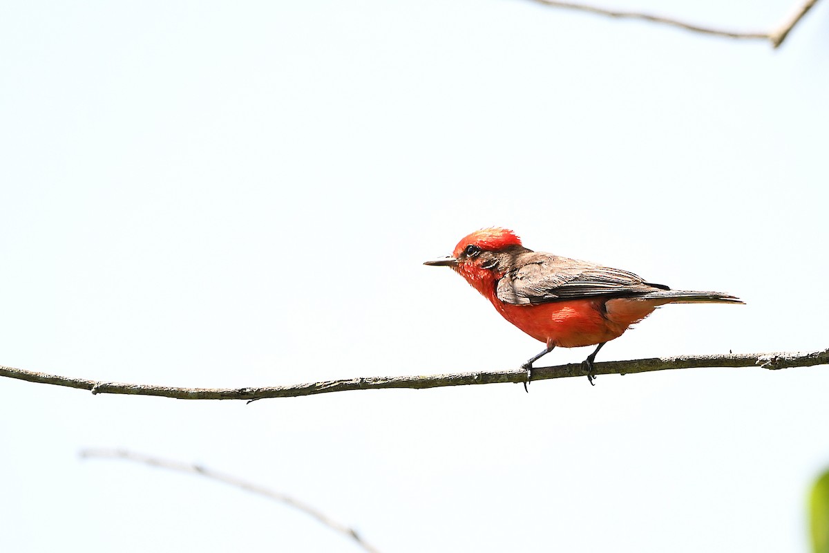 Vermilion Flycatcher - ML618066745