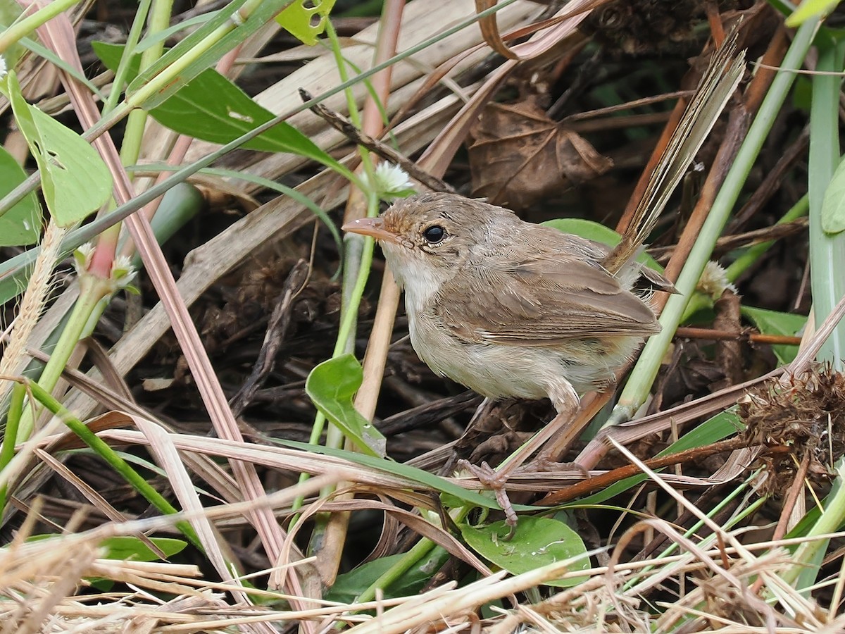 Red-backed Fairywren - ML618066762