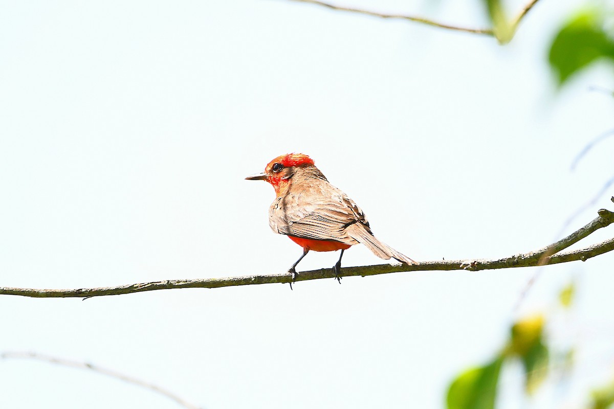 Vermilion Flycatcher - ML618066766